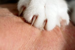 The Top 5 Cat Nail Clippers of 2022