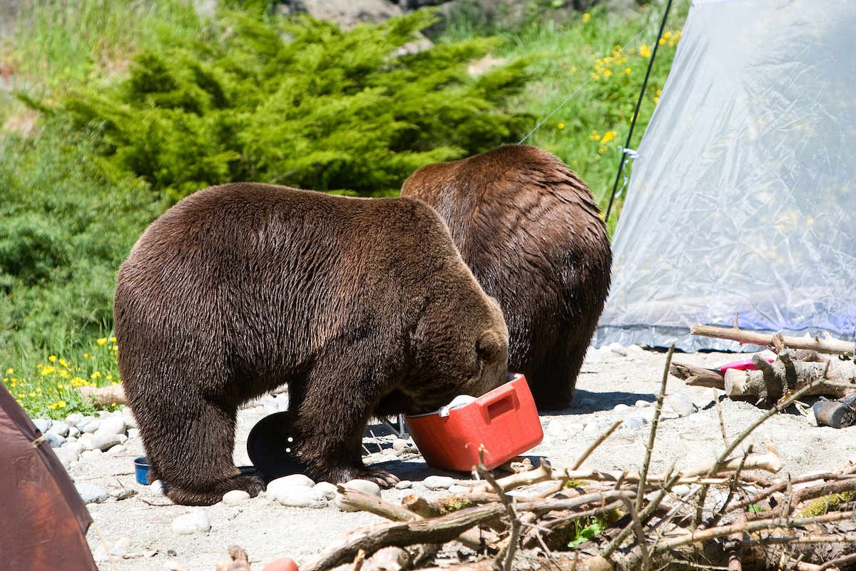 Top 5 Best Bear Proof Coolers