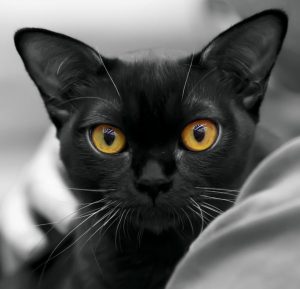 Top 5 Probiotics for Your Cat (And Why Your Cat Needs Them!)
