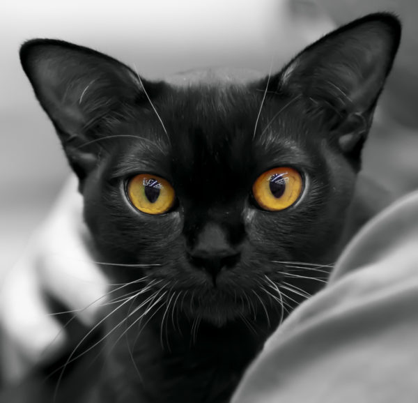 Top 5 Probiotics for Your Cat (And Why Your Cat Needs Them!)