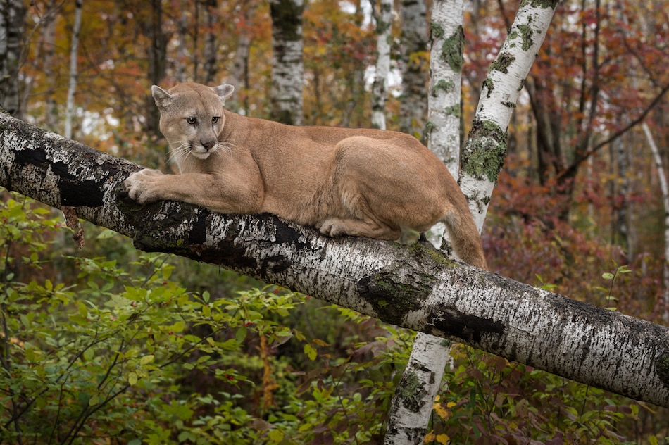 How to Handle an Animal Encounter When You’re Camping