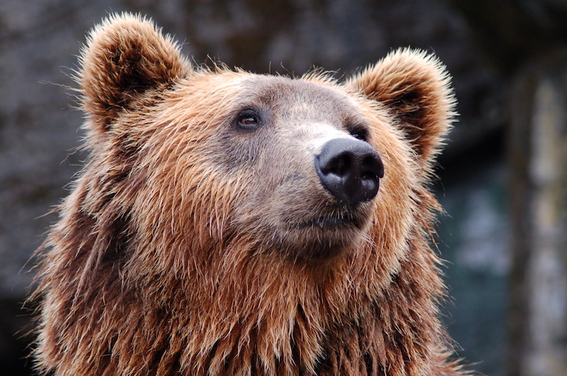 How to Avoid Bears While Hiking on the Trails