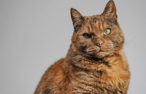 How Cats Show Affection: Understand your Feline Emotions and Signs