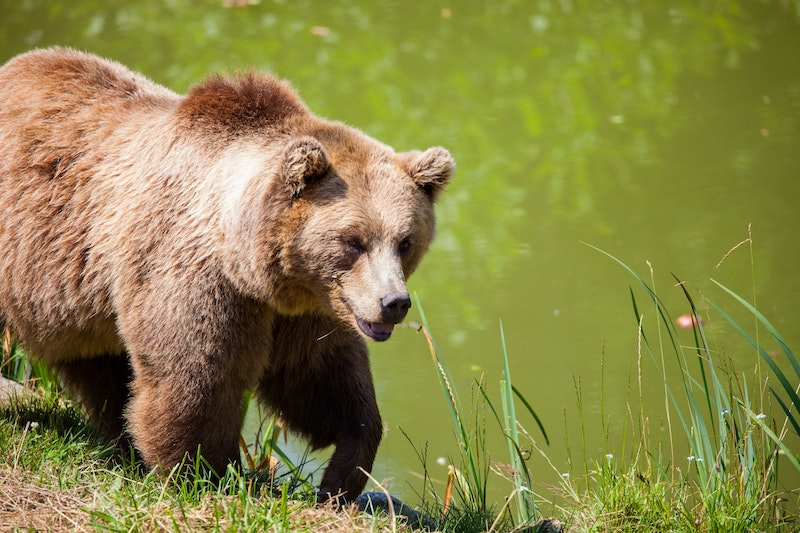 How to Set Up a Bear Hang While Camping