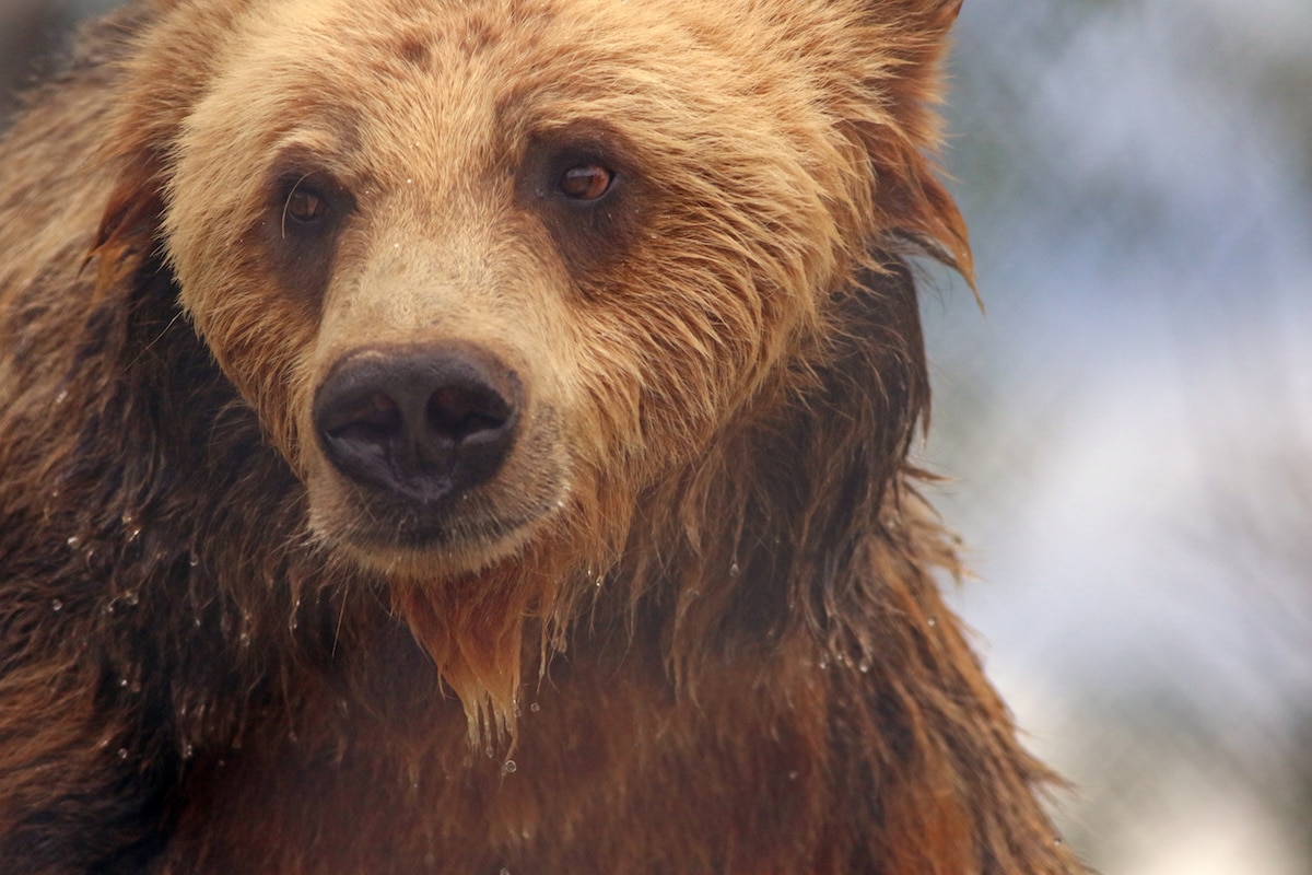 Top 5 Best Bear Canisters for Safe Backpacking & Camping
