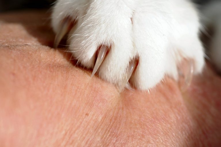 The Top 5 Cat Nail Clippers of 2022